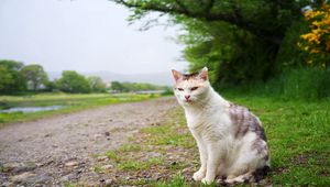 Preview wallpaper cat, grass, meadow, sitting, spotted