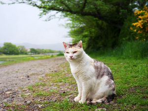 Preview wallpaper cat, grass, meadow, sitting, spotted