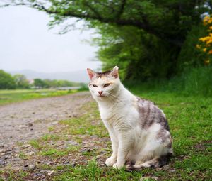 Preview wallpaper cat, grass, meadow, sitting, spotted