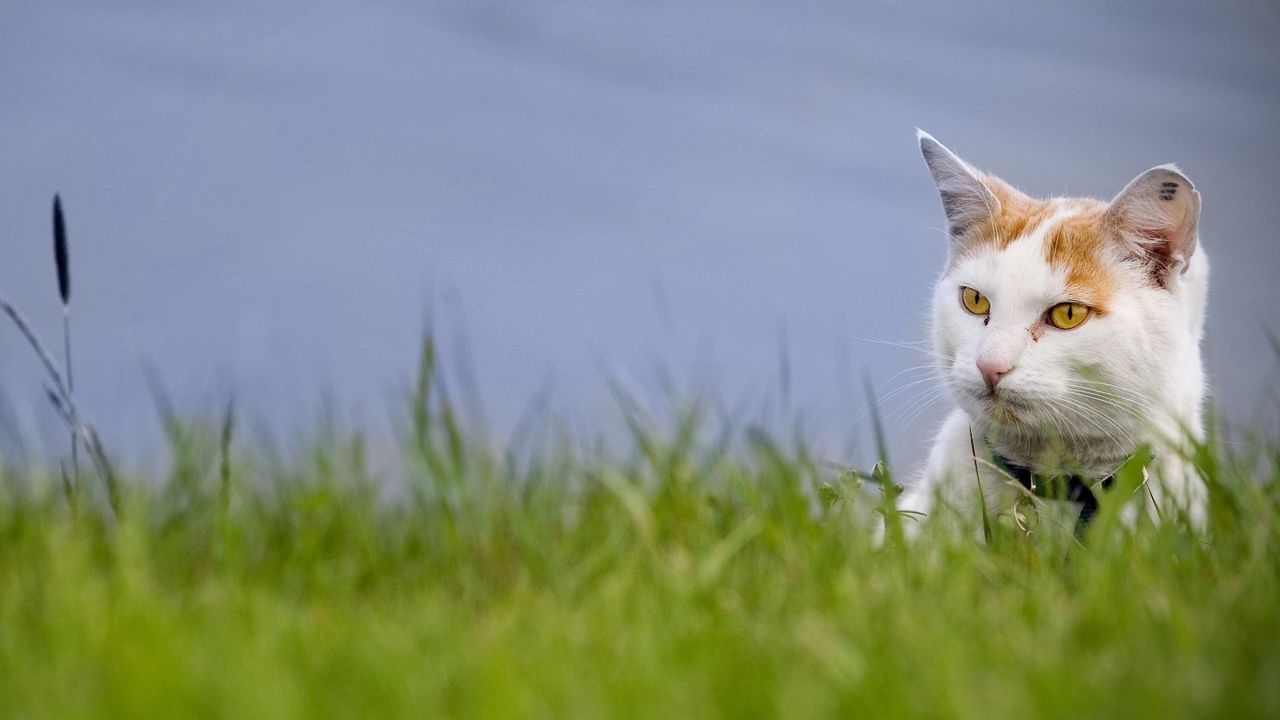 Wallpaper cat, grass, muzzle, climb, spotted