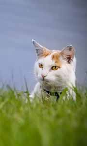 Preview wallpaper cat, grass, muzzle, climb, spotted