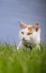 Preview wallpaper cat, grass, muzzle, climb, spotted