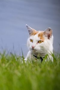 Preview wallpaper cat, grass, muzzle, climb, spotted