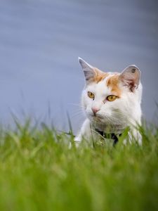 Preview wallpaper cat, grass, muzzle, climb, spotted