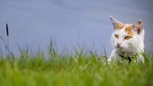 Preview wallpaper cat, grass, muzzle, climb, spotted