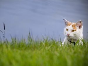 Preview wallpaper cat, grass, muzzle, climb, spotted