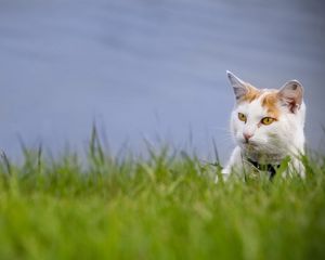 Preview wallpaper cat, grass, muzzle, climb, spotted