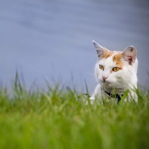 Preview wallpaper cat, grass, muzzle, climb, spotted