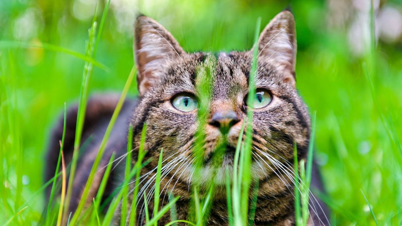 Wallpaper cat, grass, muzzle, hide