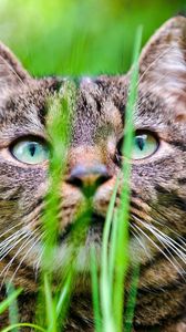 Preview wallpaper cat, grass, muzzle, hide