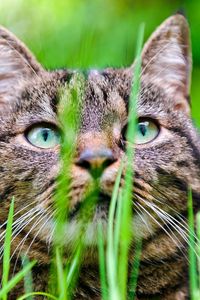 Preview wallpaper cat, grass, muzzle, hide