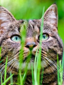 Preview wallpaper cat, grass, muzzle, hide