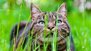 Preview wallpaper cat, grass, muzzle, hide