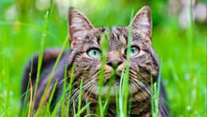 Preview wallpaper cat, grass, muzzle, hide