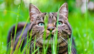 Preview wallpaper cat, grass, muzzle, hide