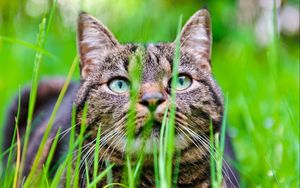 Preview wallpaper cat, grass, muzzle, hide