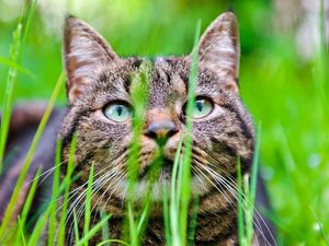 Preview wallpaper cat, grass, muzzle, hide