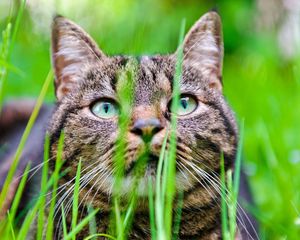 Preview wallpaper cat, grass, muzzle, hide