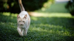 Preview wallpaper cat, grass, nature, walk