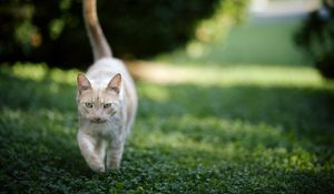 Preview wallpaper cat, grass, nature, walk