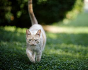 Preview wallpaper cat, grass, nature, walk