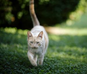 Preview wallpaper cat, grass, nature, walk