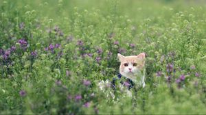 Preview wallpaper cat, grass, peeps