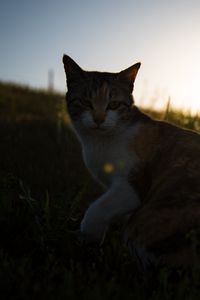Preview wallpaper cat, grass, pet, spotted