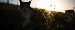 Preview wallpaper cat, grass, pet, spotted