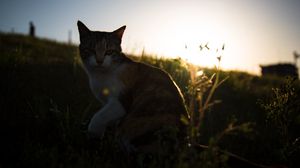 Preview wallpaper cat, grass, pet, spotted