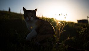 Preview wallpaper cat, grass, pet, spotted