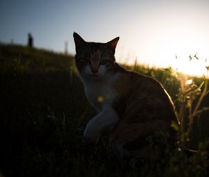 Preview wallpaper cat, grass, pet, spotted