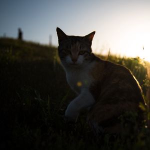 Preview wallpaper cat, grass, pet, spotted