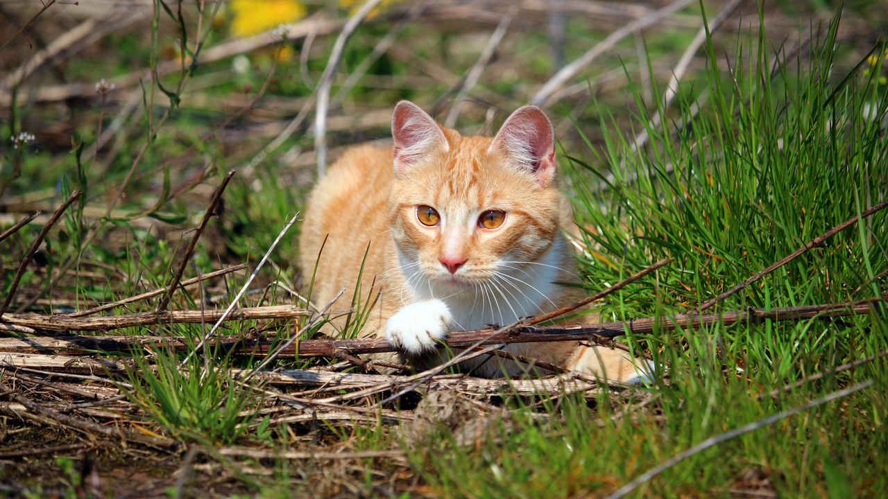 Wallpaper cat, grass, playful, lying