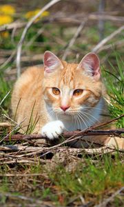 Preview wallpaper cat, grass, playful, lying