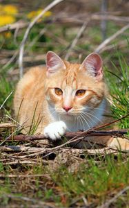 Preview wallpaper cat, grass, playful, lying