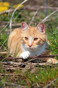 Preview wallpaper cat, grass, playful, lying