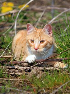 Preview wallpaper cat, grass, playful, lying