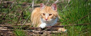 Preview wallpaper cat, grass, playful, lying