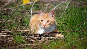 Preview wallpaper cat, grass, playful, lying