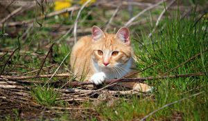 Preview wallpaper cat, grass, playful, lying