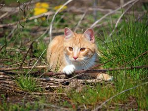 Preview wallpaper cat, grass, playful, lying