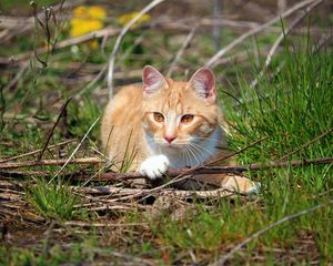 Preview wallpaper cat, grass, playful, lying