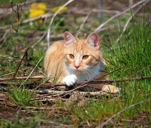 Preview wallpaper cat, grass, playful, lying