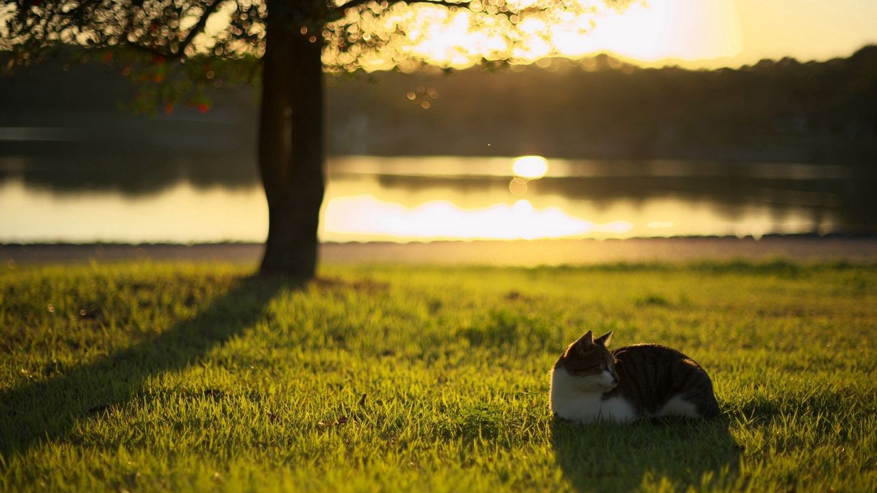 Wallpaper cat, grass, river, light