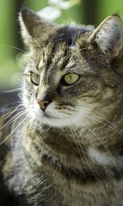 Preview wallpaper cat, grass, sadness, look, light