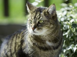 Preview wallpaper cat, grass, sadness, look, light