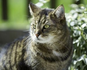 Preview wallpaper cat, grass, sadness, look, light