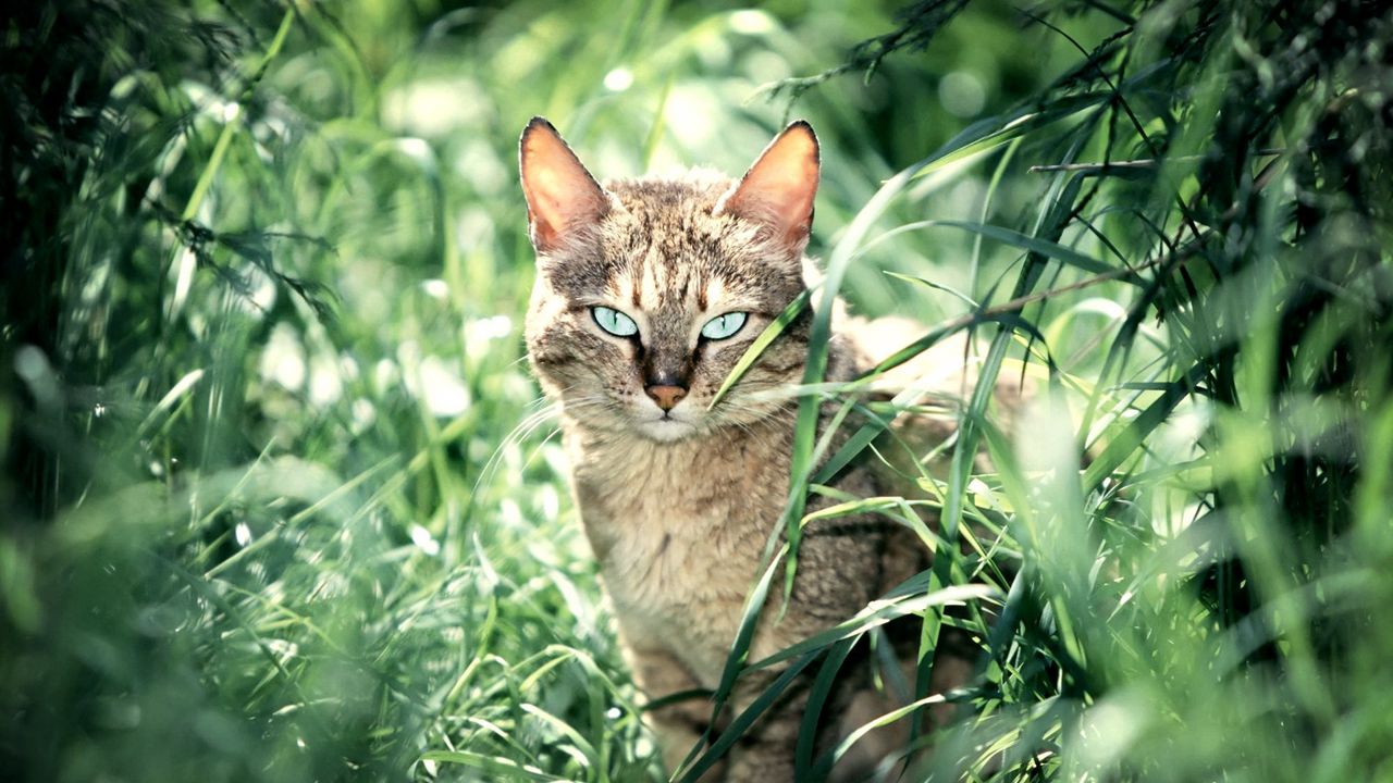 Wallpaper cat, grass, sit, calm