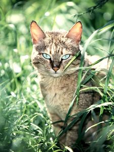 Preview wallpaper cat, grass, sit, calm
